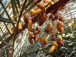Dattes d'Alg�rie