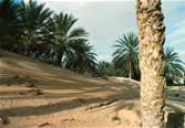 Pr�servation des oasis en Alg�rie