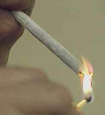 Cannabis Alg�rie