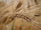 L'Alg�rie premier importateur mondial de bl�