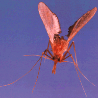 Leishmaniose