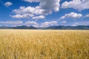 Bl� alg�rien