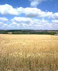 Agriculture en Alg&eacute;rie