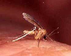 leishmaniose