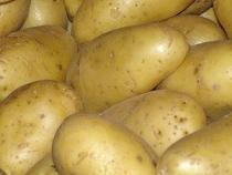 production de pomme de terre