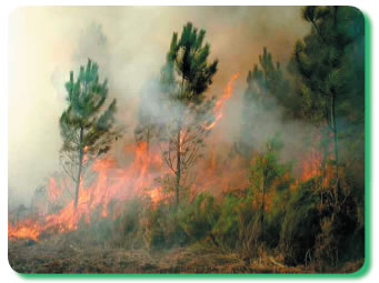 feux de foret a Sidi Bel Abbes