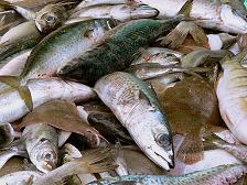 660 Kg de poisson avarie
