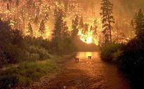 feu de foret :Ain Defla