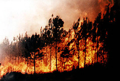 feu de foret