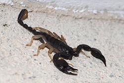 morsure par scorpion