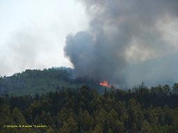 feu foret