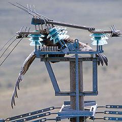 electrocution