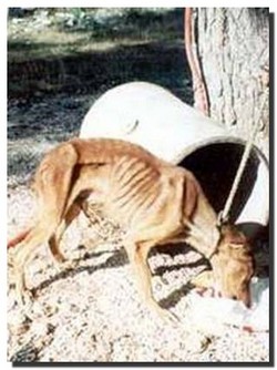 chiens errants