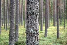 arbe cachant la foret