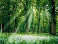 foret