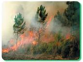 feu foret