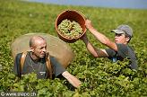 vendanges
