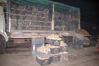 stockage des pommes de terre