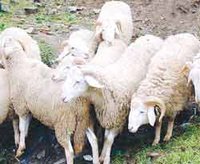 Peste Ovine