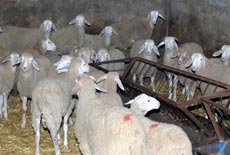 epizootie au Maroc