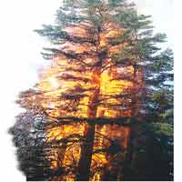feu de foret