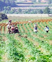 agriculture