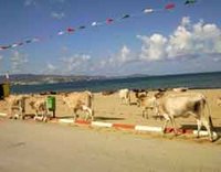 Littoral de Sidi Salem