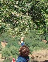 oleiculture