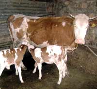 filiere du lait