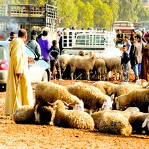 La fievre du mouton s'empare des marches