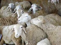 moutons de l'Aid