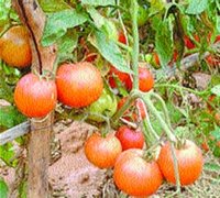 la tomate a 100 DA