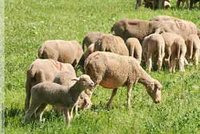 Mouton