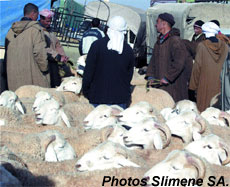 sacrifice du mouton