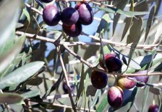 huile olive