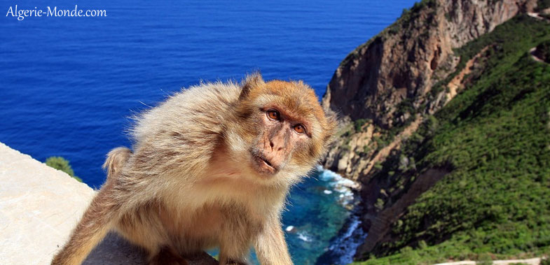 Un singe du Cap Carbon  Bjaa