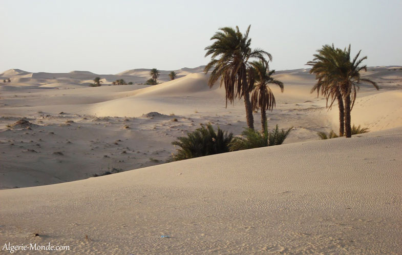 Oasis Taibet Touggourt