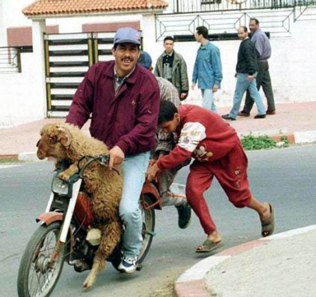 Un mouton sur une mobylette