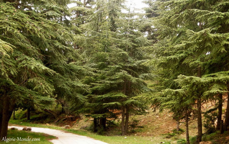 Parc National Belezma