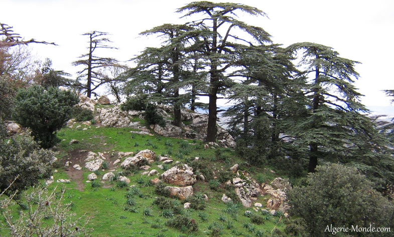 Parc National Thniet El Had