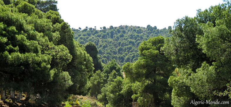 Parc National de Tlemcen