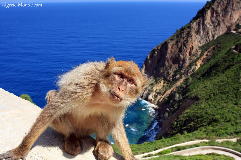Pic des Singes Bjaa