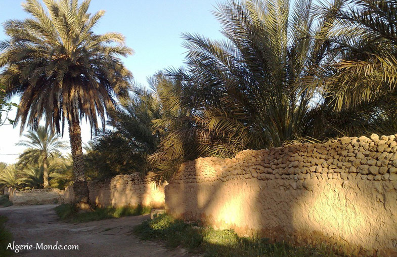 Chemin palmeraie Biskra